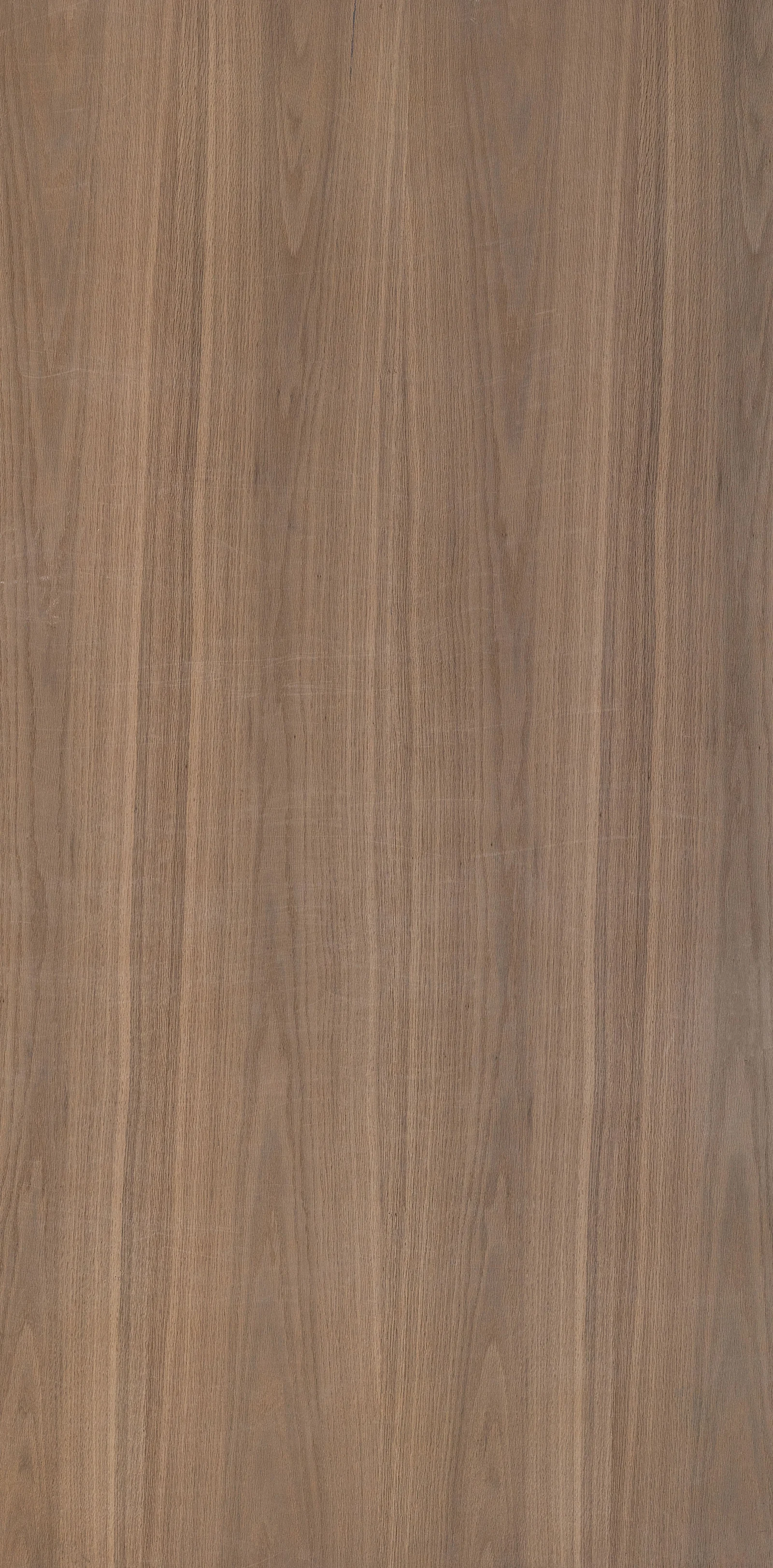 Coffee Oak Crown